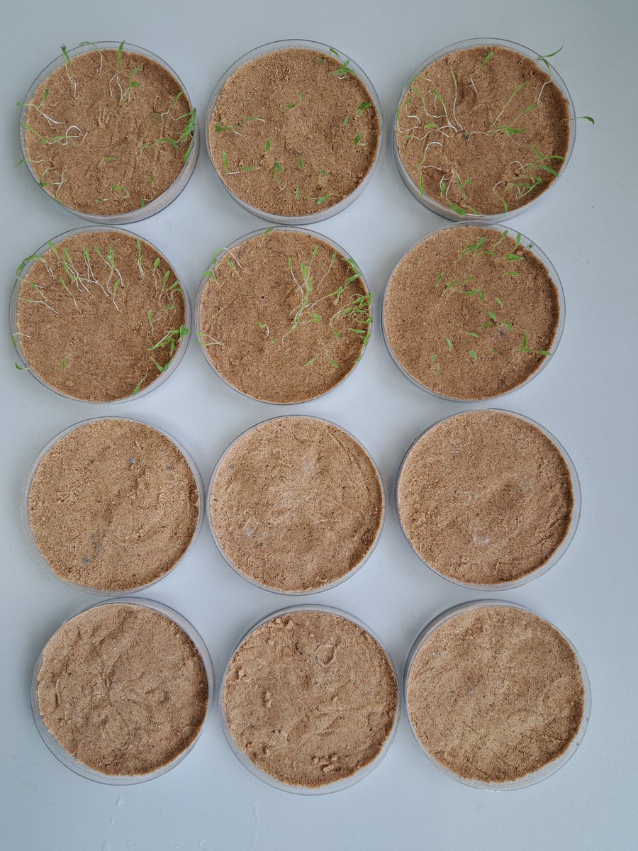 cropsandbops's tweet photo. guess which ones have been incubated at 45 degrees 🫠 fonio heat stress trials going well, accessions from Burkina Faso and Mali #sscpdtp #kewscience https://t.co/JWGHyDPBXd