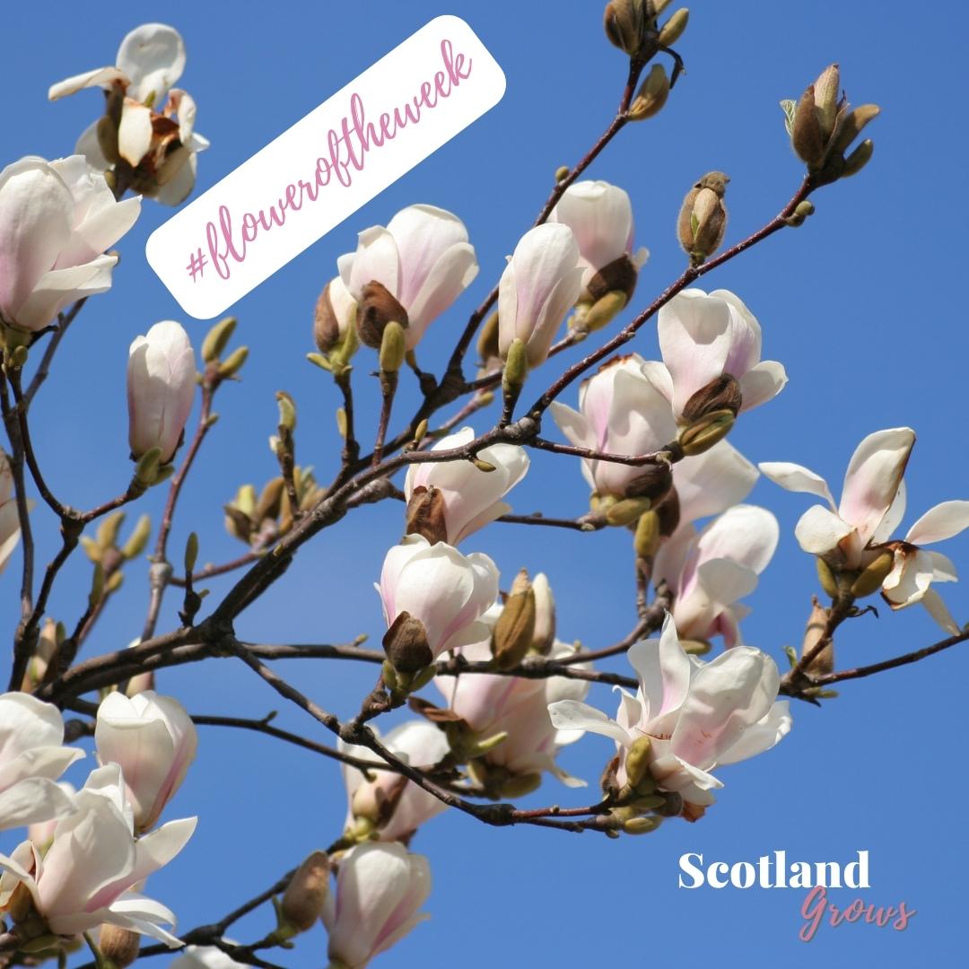ScotlandGrows's tweet photo. #FloweroftheWeek - Magnolia

Magnolias bring a touch of glamour to the garden in their tulip or star-like flowers, ranging in colour from pure white through pink to deep magenta, and even yellow. Slow growing, a magnolia can take 10-20 years to reach its ultimate size. https://t.co/SExsQe6oZM