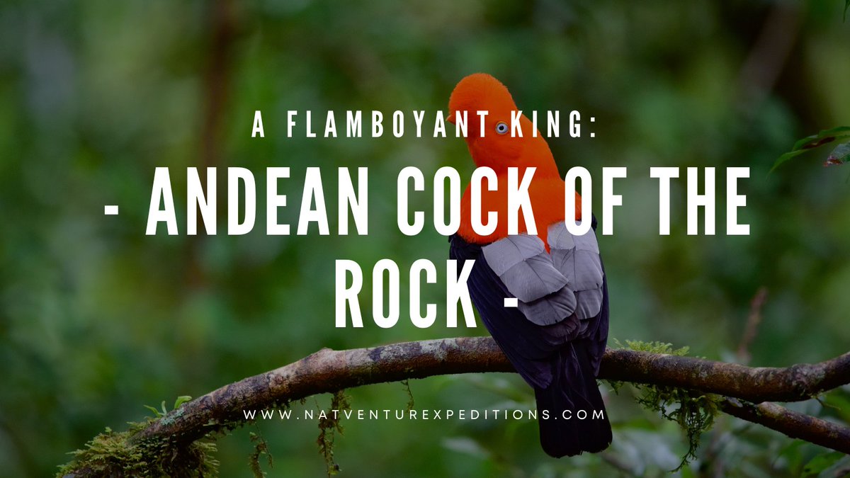 NatventureEx's tweet photo. The Andean Cock of the Rock is a strikingly beautiful bird found in the cloud forests of the Andes Mountains in South America. #naturelovers #birdwatching #Travel #Peru #explore #natventurexpeditions 

👉Read full article, here: https://t.co/aNss4rNvc9 https://t.co/9GGME0eOjs