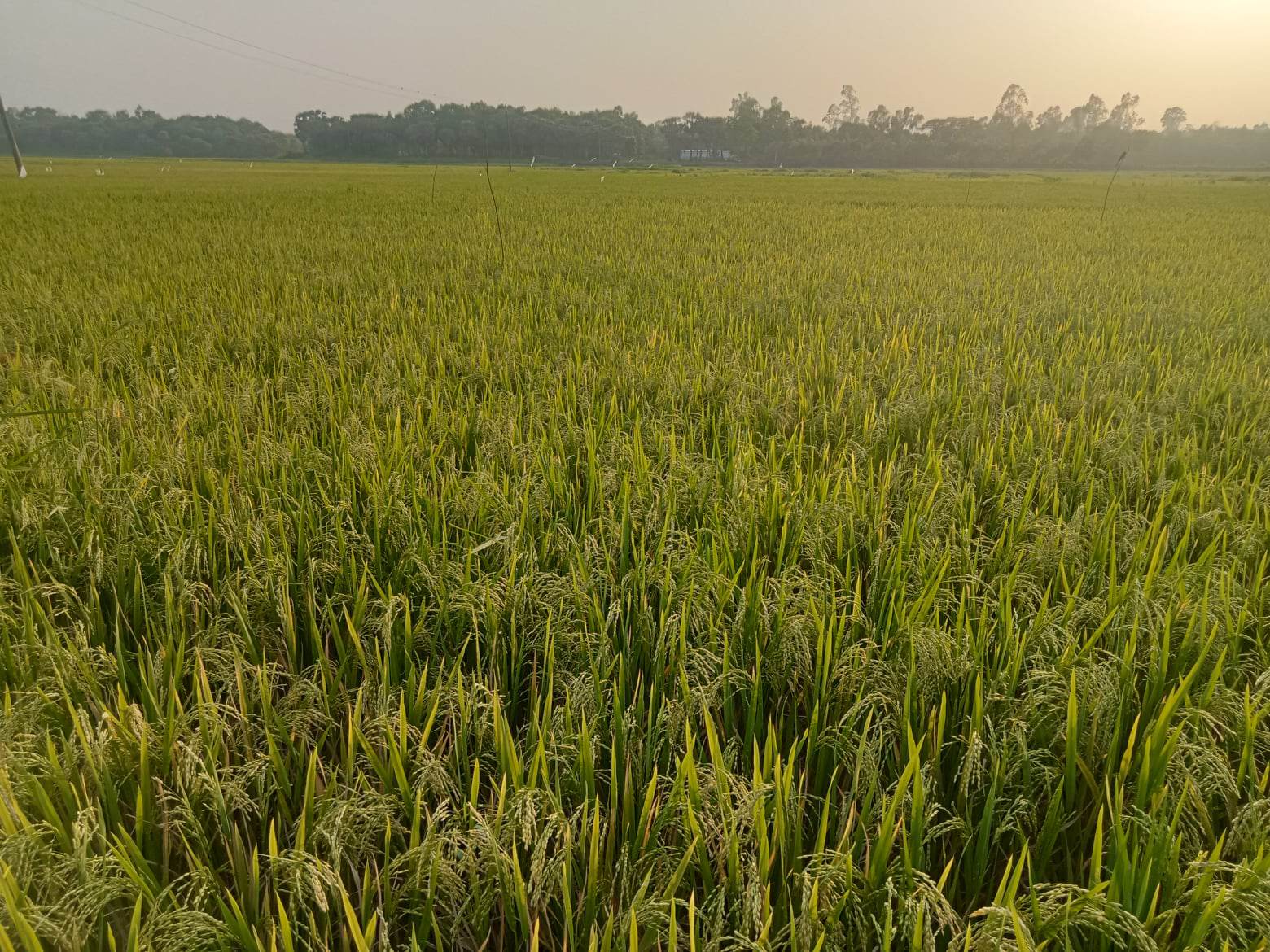 কালিয়াকৈরে ফসলের মাঠে দুলছে কৃষকের স্বপ্ন
