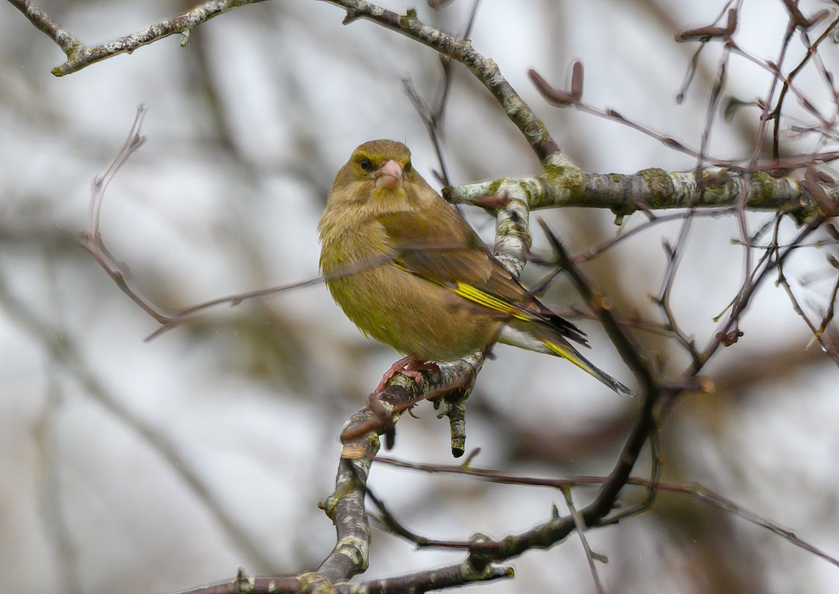 Visit to @EdinburghZoo @rzss surprised to see 23 wild bird species inc Goldcrest, Greenfinch, Chiffchaff, Willow Warbler, Goldfinch #urbanwildlife @birdinglothian @ScotWildlife @RSPBEdinburghLG @ForthNatureScot @BTO_Scotland @nature_scot @ScottishBirding @BTO_Scotland @BirdTrack