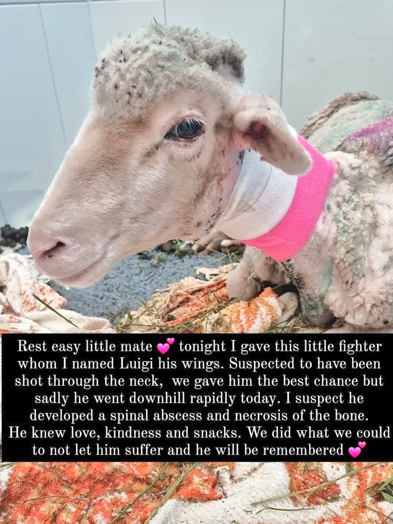 Spaz16's tweet photo. Sadly Luigi was given his wings last night 💔😢 https://t.co/F7AZXZoTPG