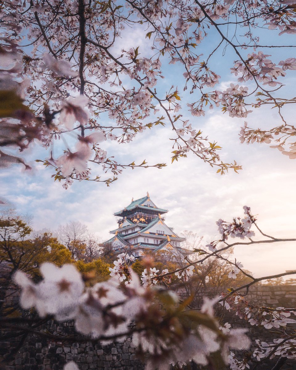 ApolloTDubs's tweet photo. Running around Osaka, sakura frame hunting https://t.co/a9iQQWlpiC