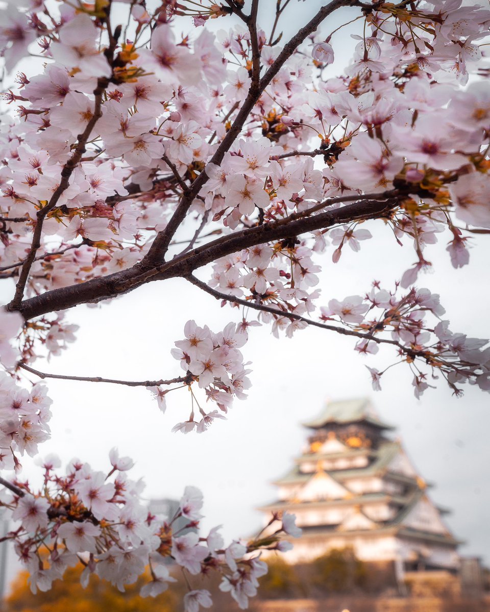 Running around Osaka, sakura frame hunting