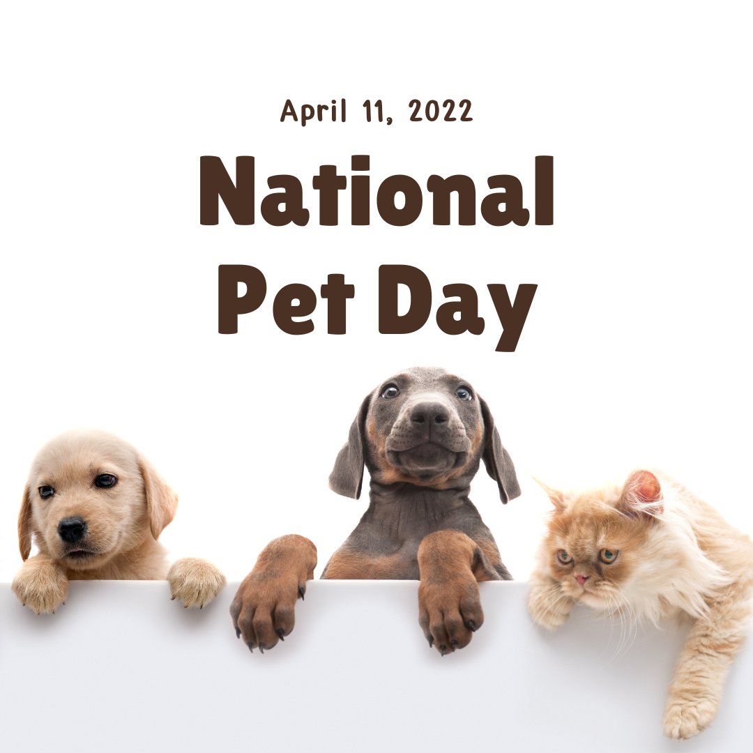 LittleJoesBoots's tweet photo. Happy National Pet Day! To celebrate, please leave a picture of your fur babies in the comments! 🐩🐈🐟🦜 https://t.co/h00ehH8x3P