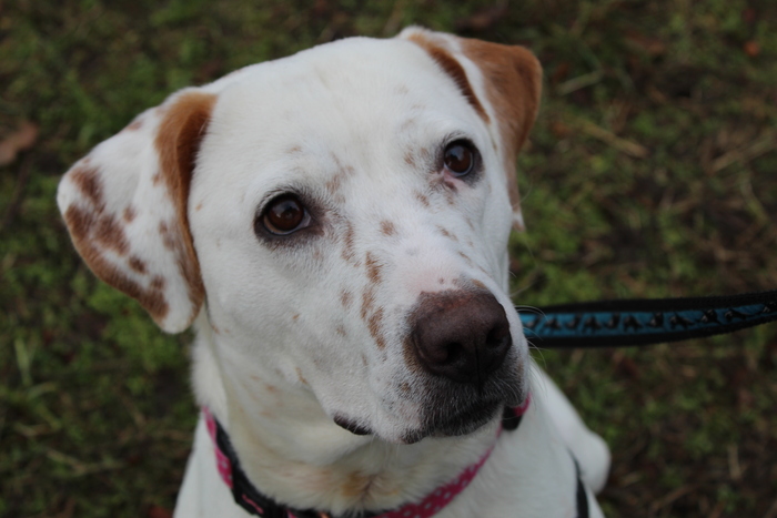 BC_SPCA's tweet image. Say hi to Strawberry! She says: Its Strawberry here, I thought I’d take a second to tell you all about me, and ask you a small favor. I REALLY REALLY want to find my people soon. Learn more about this sweetheart here: bit.ly/41aEH1I #comoxbc