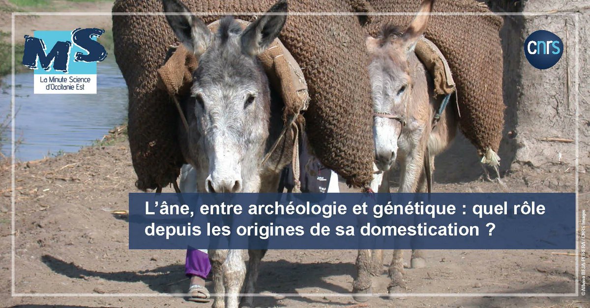 CNRS_OccitaniE's tweet image. ❔ #MinuteScience | Étudier les ânes pour mieux comprendre l'histoire des Hommes ? 

➡️  buff.ly/3M5Hd5f 
 
@asm_montpellier @CNRS @univpaulvalery @MinistereCC