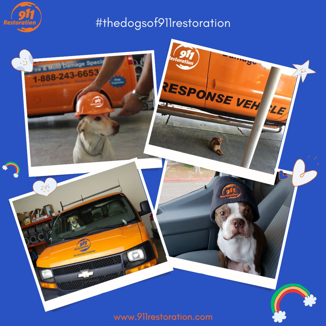 911Restoration's tweet photo. It's #NationalPetday and we're celebrating #thedogsof911restoration!  Show us your furry friend in the comments.  Don't have a pet?  Visit your local animal shelter or rescue center today!  There are many that need a loving friend and a good home. https://t.co/7jUQhokdUp