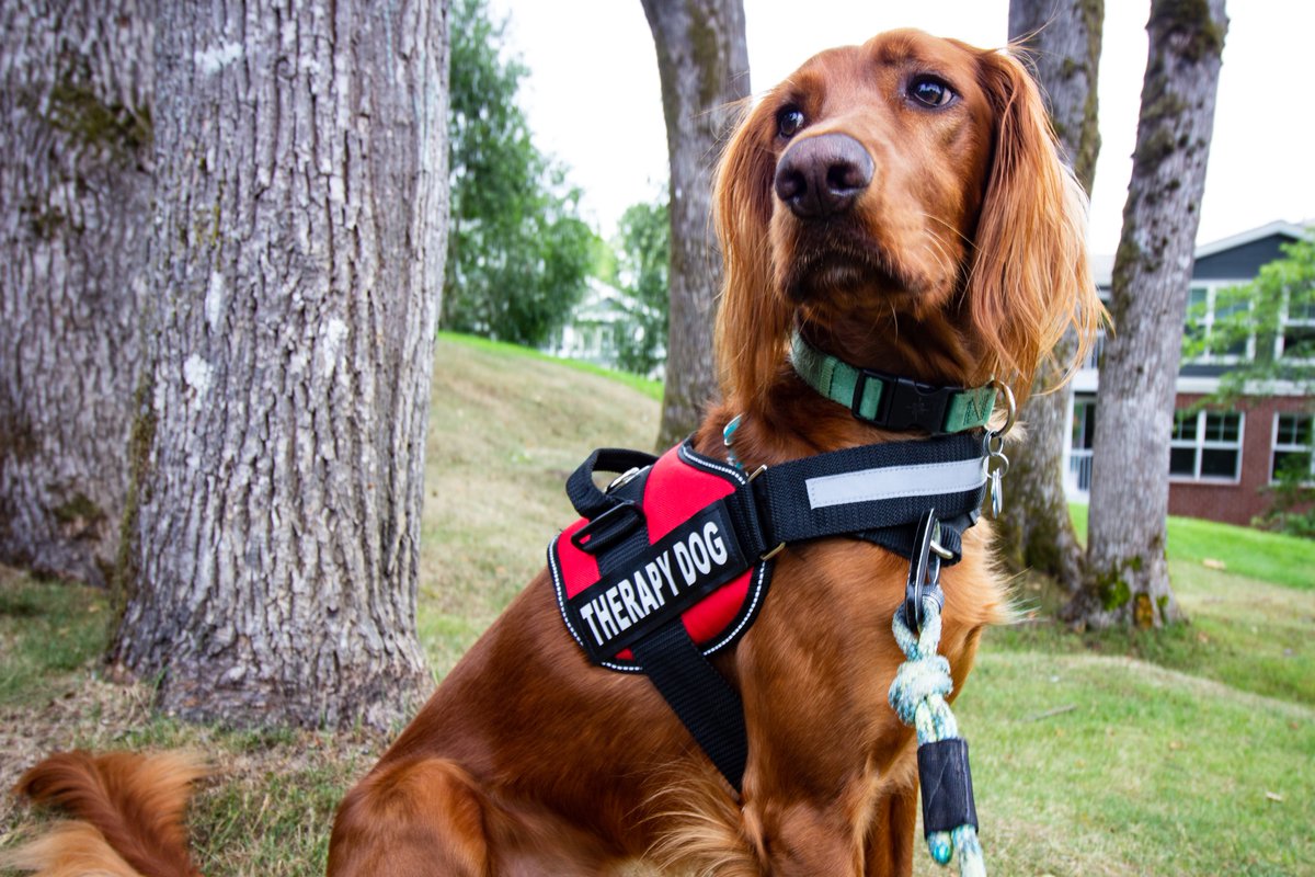 Happy #TherapyDogAppreciationDay! Did you know therapy dogs:
 - Reduce depression, PTSD, and anxiety
 - Teach interpersonal skills
 - Encourage learning and improve literacy skills
Thank you, Therapaws of Michigan! therapaws.org
#GeneseeHealthPlan #GeneseeCounty #Flint