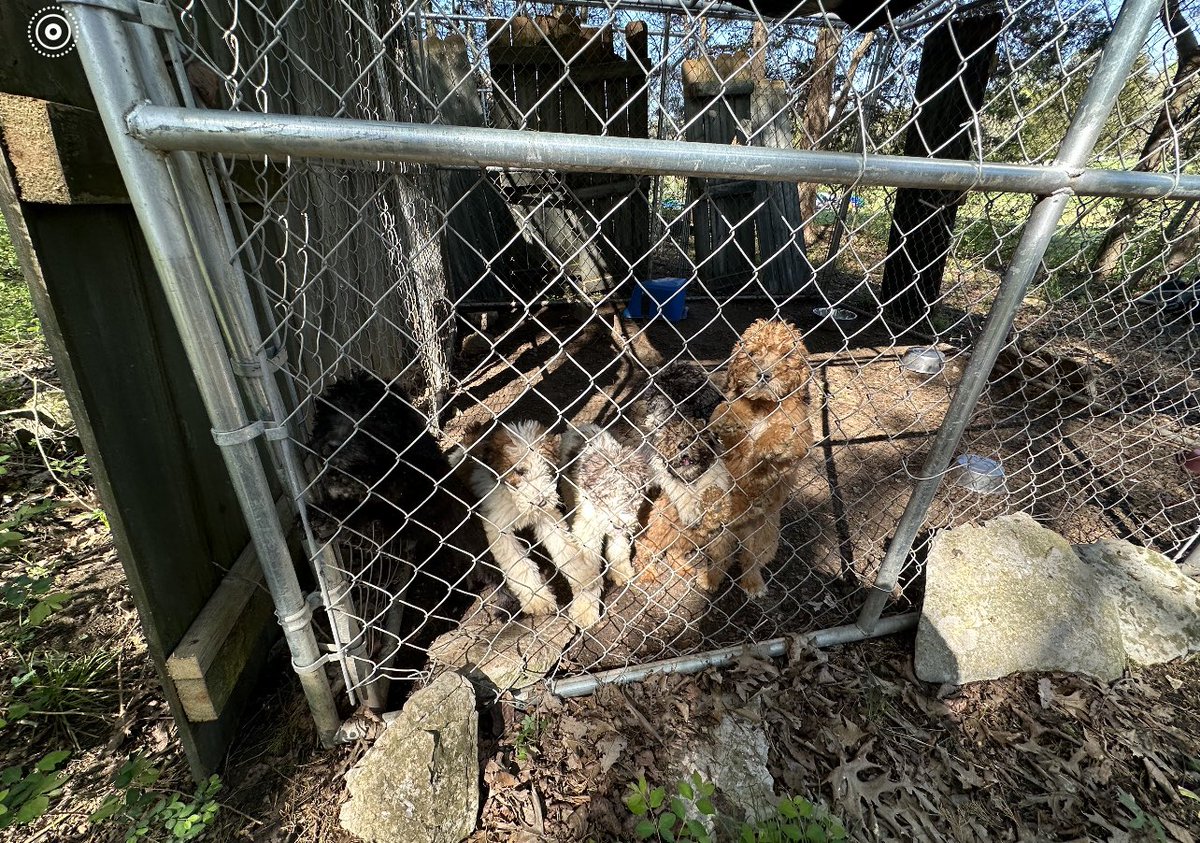BREAKING: Animal Rescue Corps and Wilson County Sheriff’s deputies are on scene of a puppy mill outside Lebanon. More than one hundred animals now being rescued from horrible conditions. For more go to Nick Betes Nc5 on Facebook.