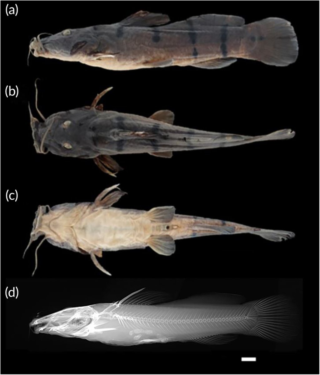 CharlotteHuygh6's tweet photo. Our description of a new siluriformes species from the Upper Congo: Parauchenoglanis zebratus!
@YonelaSithole @chakona_albert 
#NewSpeciesAlert #FreshwaterFish
https://t.co/mQnkV23ugw https://t.co/S8ltV3umbS