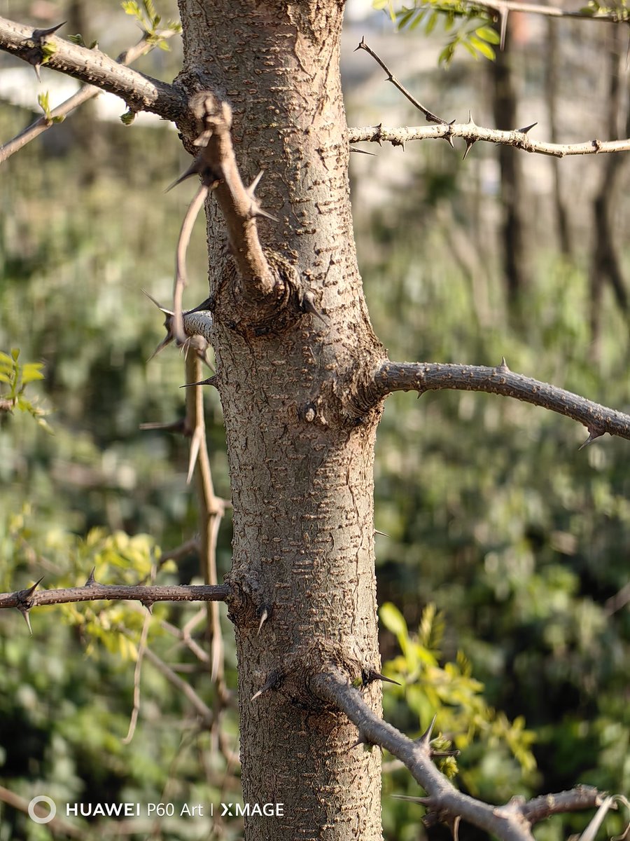 Fabrizio Degni tweet media