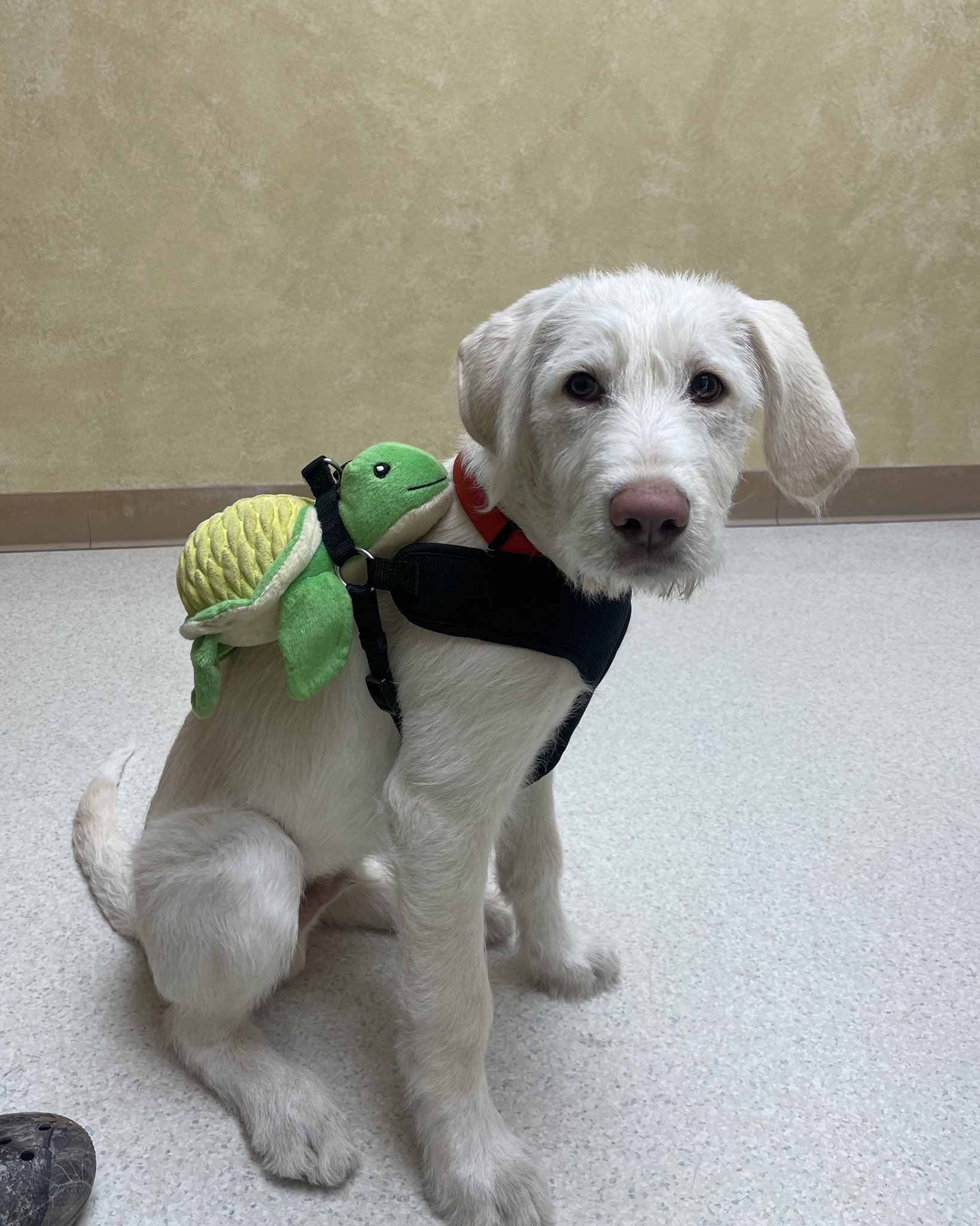 WeRateDogs® on Twitter "This is Ross. He brought his turtle to the vet