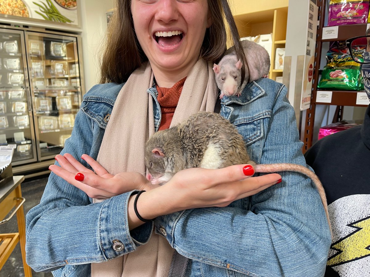 Interested in pet rats, but never met one in person? Rattie Ratz adoption events are a great way to get started! 

Our next event:
Saturday, April 15
1pm-4pm
Pet Food Express PALO ALTO
3910 Middlefield Rd.

rattieratz.com
info@rattieratz.com