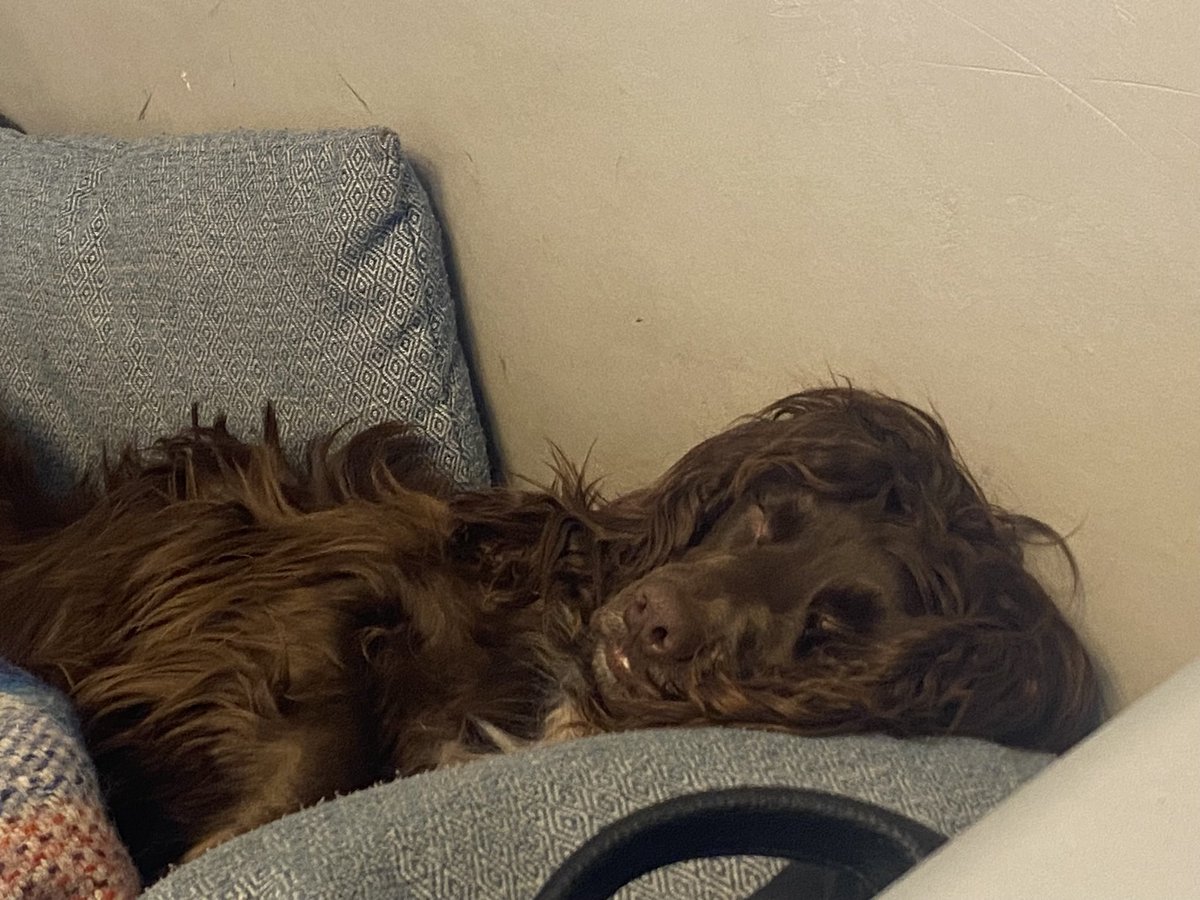 GPS8380's tweet photo. Work has been a bitch lately and I haven’t been concentrating in things that I love. Luckily I get to come home to this my babies and Guess what they love #FknDegents and #MutantAlphas as much as me @AlphaLogicHQ @Out_And_About__ @DegentsNFT #NFTCommunity https://t.co/h9uYaVOp3i