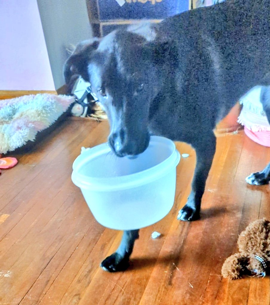 4/11/2023: Hiccup noticed you forgot these. 

#dogsoftwitter #DogsOnTwitter #btybhiccup #RescueDogs