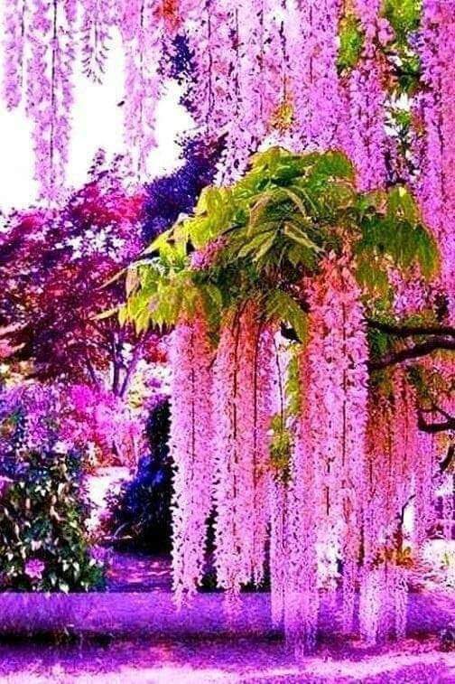 Art93539166's tweet photo. Marvelous Flowers https://t.co/qheNhMEV2P