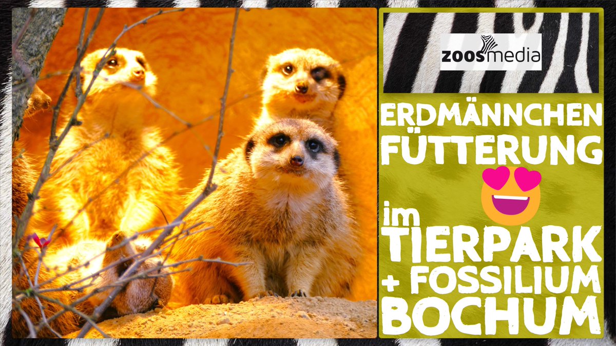 zoosmedia's tweet photo. MEERKATS in Bochum Zoo
▷ https://t.co/k0YgSflC9j
Animal caretaker Nicolas Jung introduces us to this husbandry.
#bochumzoo #meerkats #bochum #zoos #animals #suricates #ruhrarea #zoosmatter 🦓 https://t.co/UZ8scr0PdW