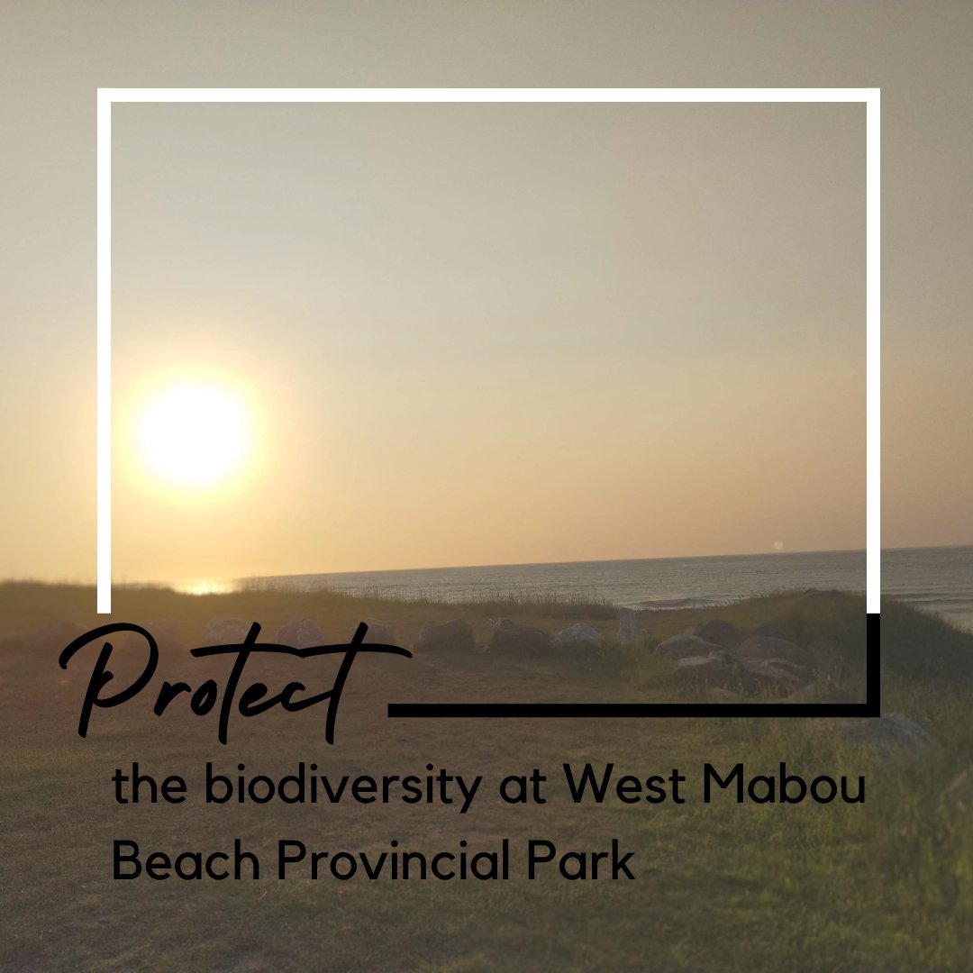 CCTF_CB's tweet photo. Piping Plover (endangered), Bank Swallow (endangered), Olive-sided Flycatcher (threatened), and Canada Warbler (endangered) are rare species observed at West Mabou Beach Provincial Park. Constructing a golf course will destroy these species’ habitats. https://t.co/oZBz6z4BIV