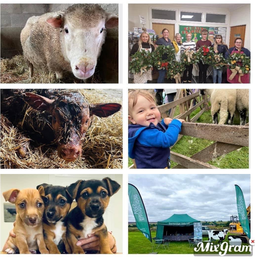 sheepyvet's tweet photo. We're looking for a 5th vet to join our supportive mixed practice. Independent and truley mixed 65:35 large to small mix. Beautiful location in the heart of Yorkshire dales. New grads and part time welcome.
please email davinia@bainbridgevets.co.uk
@SheepVetsoc @FarmAVS https://t.co/xh5mWOk3ZX