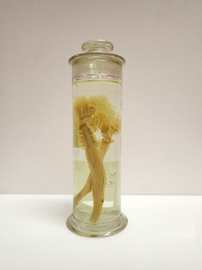 National Museum of Ireland tweet media