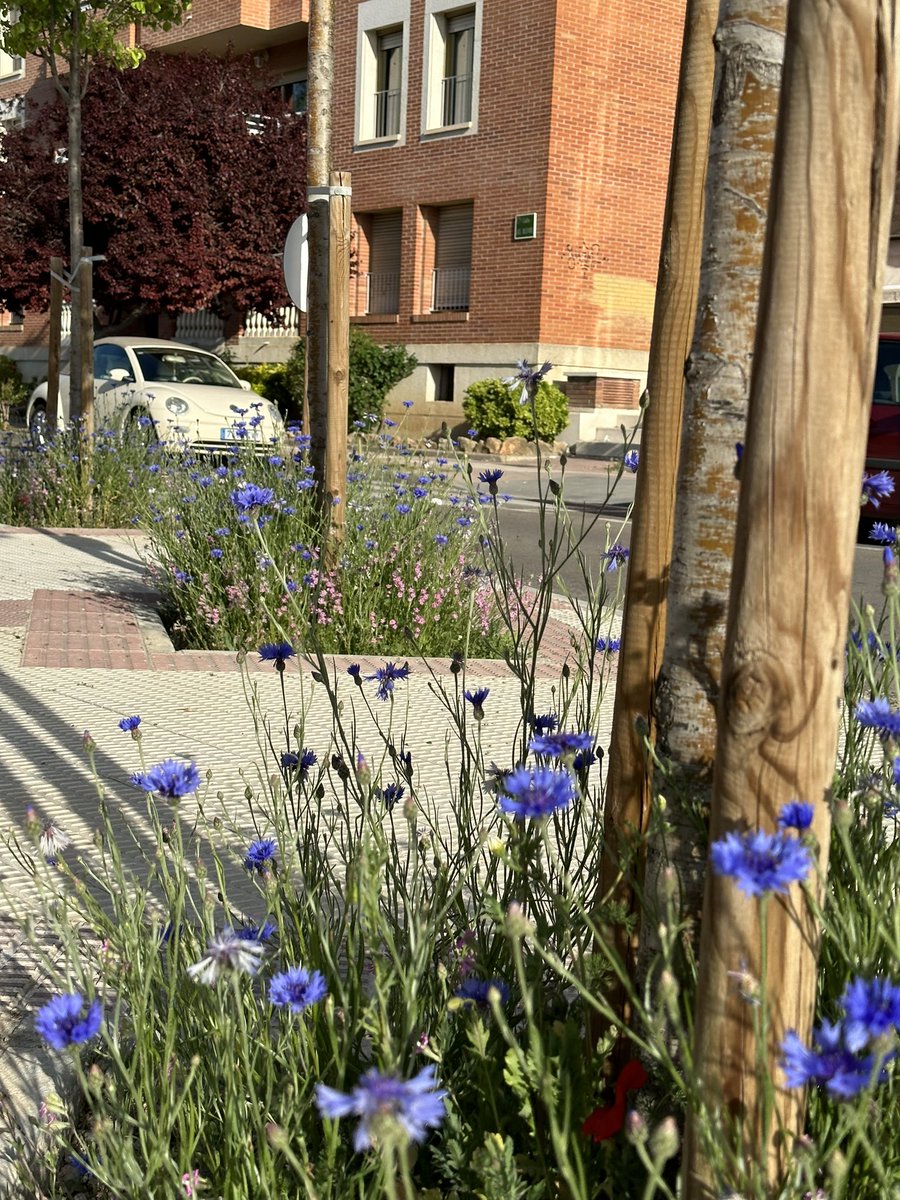 #alcorquesvivos en Huesca. #controlbiologicoconservartivo para controlar las plagas del Arbolado de manera #natural 

<a href="/aytohuesca/">Ayuntamiento de Huesca</a> <a href="/anapepunto/">Ana Pérez-Adell</a> <a href="/alcorquesvivos_/">@alcorquesvivos</a>