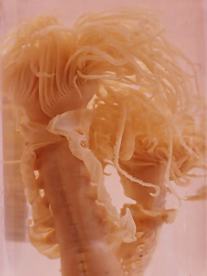 National Museum of Ireland tweet media