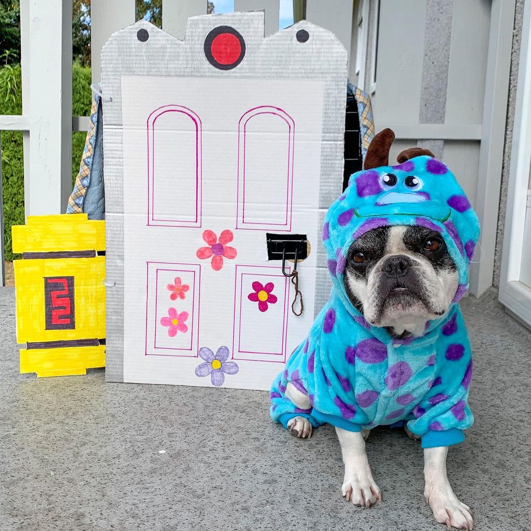 Pixar's tweet photo. Round of a-paws for these pets looking their Pixar best! 🐈🐕 #NationalPetDay 

📸 by Bo the Mini Husky, wattyfoundfinn, mycaninelife on Instagram https://t.co/BUxMgiNG8s