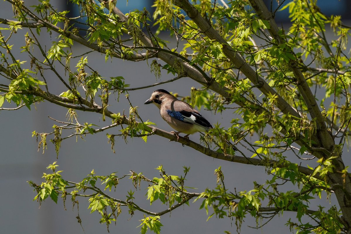 ALAKARGA

ABU KAMPÜS

#antalyakuşkampı2023 
#antalyakuşları #birdphotography #sonyalphatr #sonya7riii #birdwatching  #antalyazamanı  #nuts_about_birds #birdsofinstagram  #trakus #antalyaüniversitesi #biryudumdosemealti  #kuşlar #antalya #ebird #ebirdfrontpage #alakarga