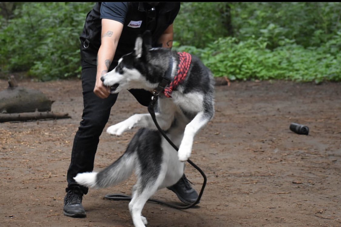 mooonitavega91's tweet photo. @marthadebayle @Rebmangas  evitarías eso con un entrenamiento previo y lo dejo de humanizar 😎🐾🐺🐺 https://t.co/jhdttIWhbR