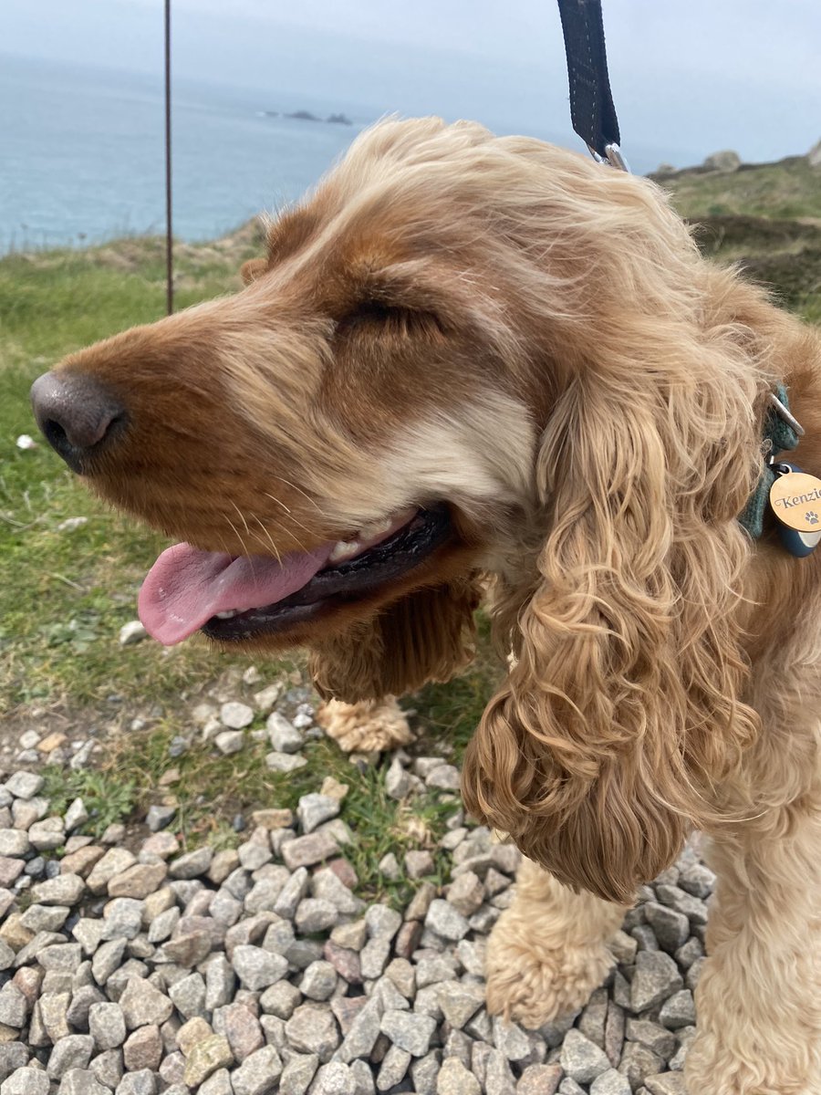 meg_farmer's tweet photo. #NationalPetDay we ❤️ our cocker spaniel 🐾 https://t.co/TWi1VMIKYA