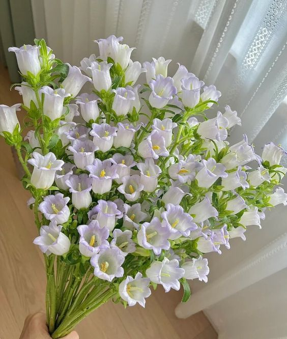 lavieestbelIe's tweet image. Canterbury bells