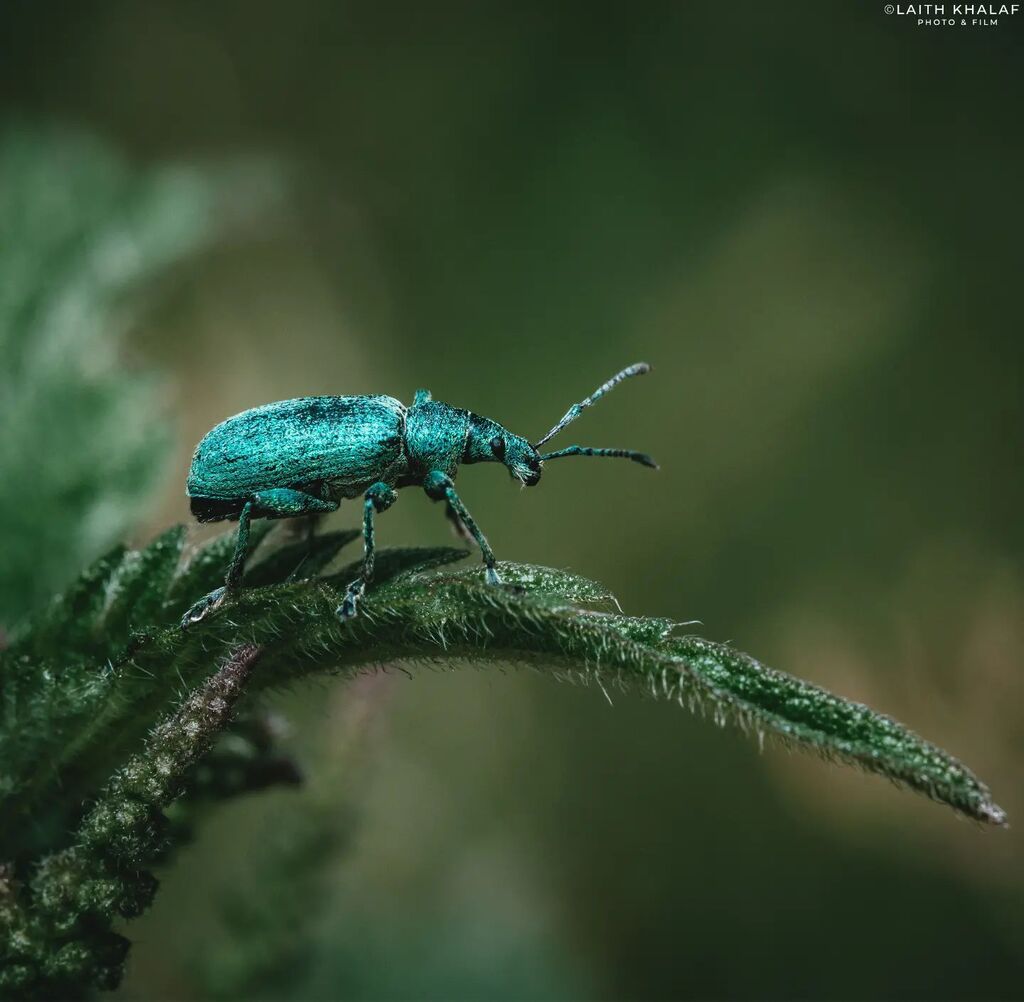 LKPhotoAndFilm's tweet photo. A Turquoise Sheen. 

A Nettle weevil poses on the edge of a nettle leaf. 
An adorable little find, especially as they're no bigger than 9mm 🧐 
They're always a joy to photograph, although on windy days it can be a bit painful 😅 
I just love their met… https://t.co/dHtxVGbx8f https://t.co/drCMdDLJ0t