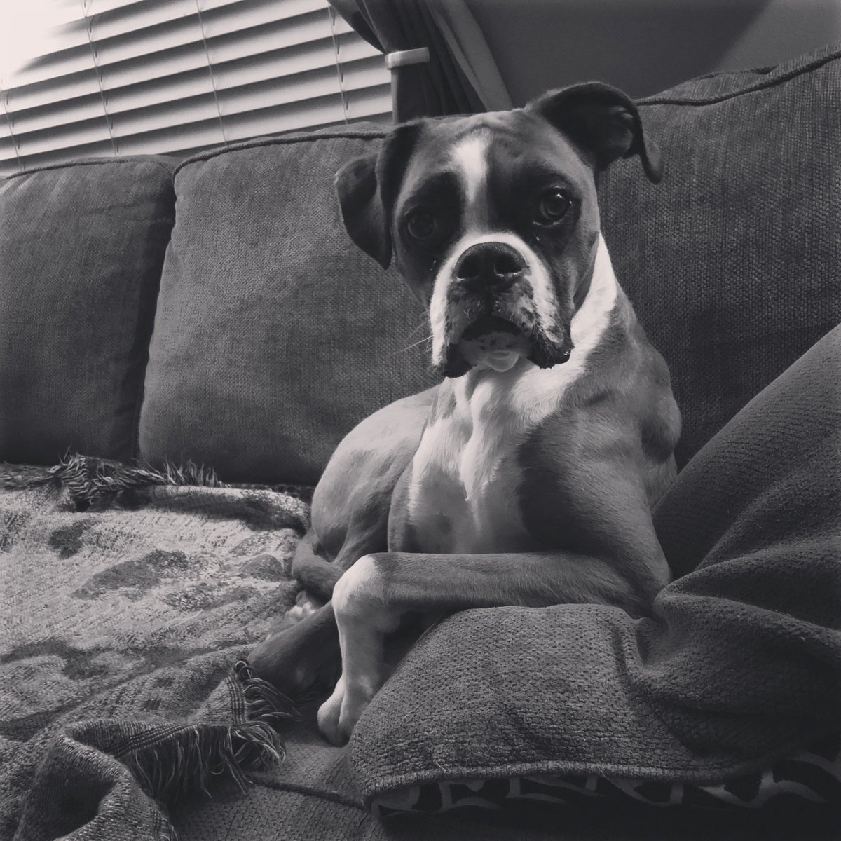Happy National Pet Day from all of us at First Oklahoma FCU and also Carl! 

#NationalPetDay2023 #NationalPetDay