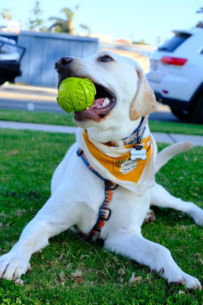 It’s #nationalpetday! 🐶🐱

Make sure to spoil your little furry friends just a little more today…😉

#getsili