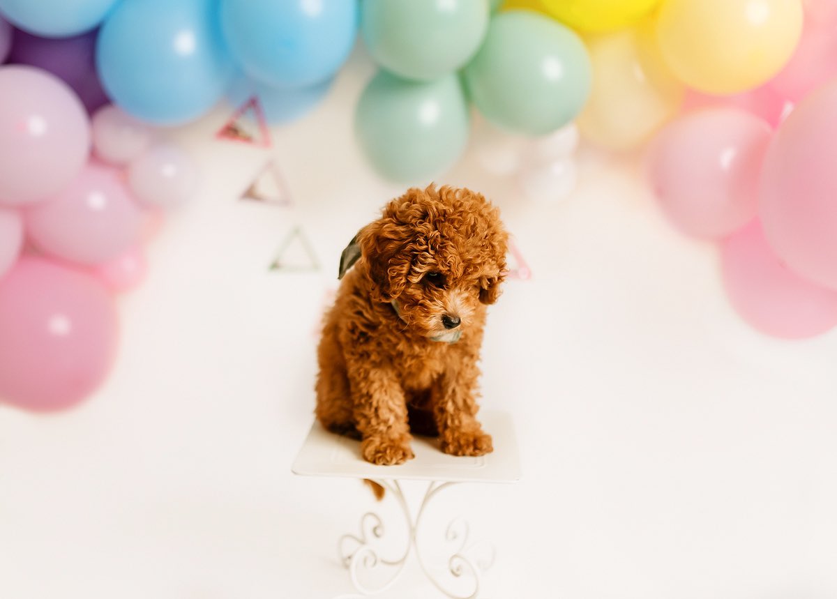 wolkanseker's tweet photo. @Lightroom 3 months old Poodle😊 https://t.co/LjNgJZFe2D