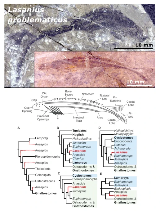 Top: two specimens of Lasanius problematicus in lateral view: Upper photo = NHMUK OR1669 (anterior to right); lower photo = BGS GSE 3989 (anterior to left); both scale bars (in lower right corner of each image) are 10 mm.
Middle: stylised sketch in lateral view with main features labelled.
Bottom: A selection of the many phylogenetic reconstruction hypotheses. A, proposed positions of the Anaspida (including Lasanius) indicated by a dotted line as: stem-lampreys; the most basal stem-gnathostomes; a group within the ostracoderms; the nearest sister group of gnathostomes. B–E, selected conflicting published hypotheses of Lasanius: B, as stem-lampreys, sister group to the anaspids; C, as stem-lampreys but more closely aligned to Euphanerops than the anaspids; D, as derived stem-gnathostomes outside Anaspida; E, as basal stem-gnathostomes within Anaspida.