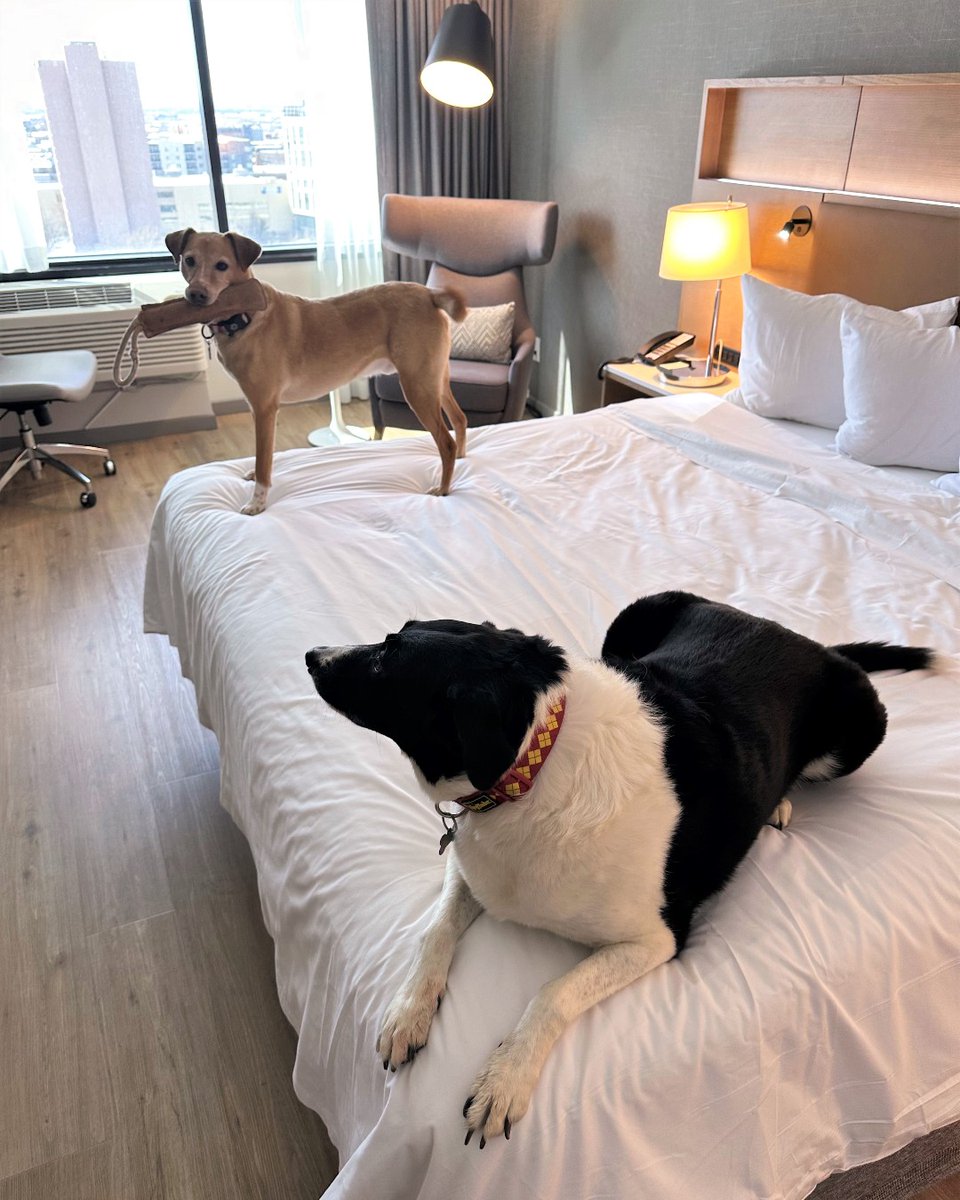 You never have to travel without your best friend when you travel with #RadissonDtwnSLC.

Happy #NationalPetDay!

#downtownslc #petfriendlyhotel #simplydelightful