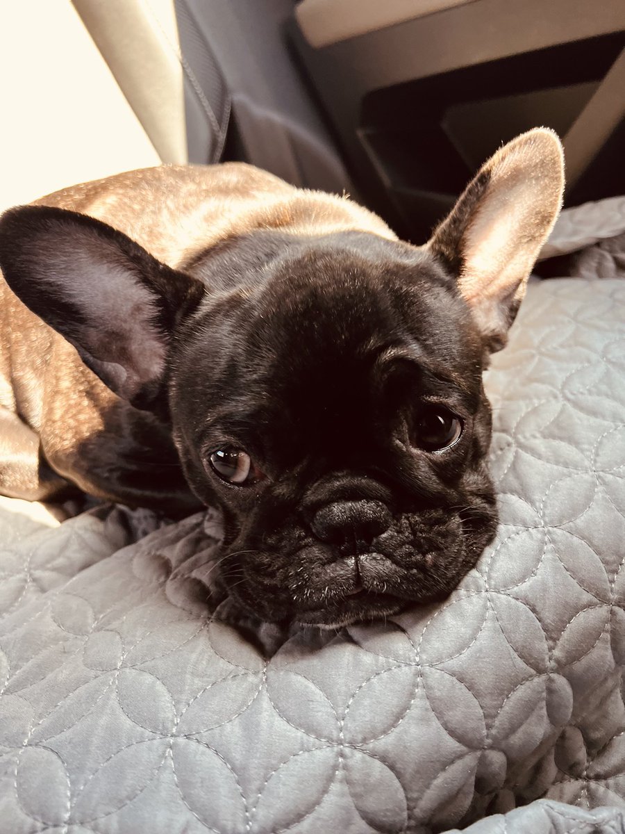 leoc714's tweet photo. Coya 🇫🇷🐂🐶
 #NationalPetDay https://t.co/60nGLPUYGN