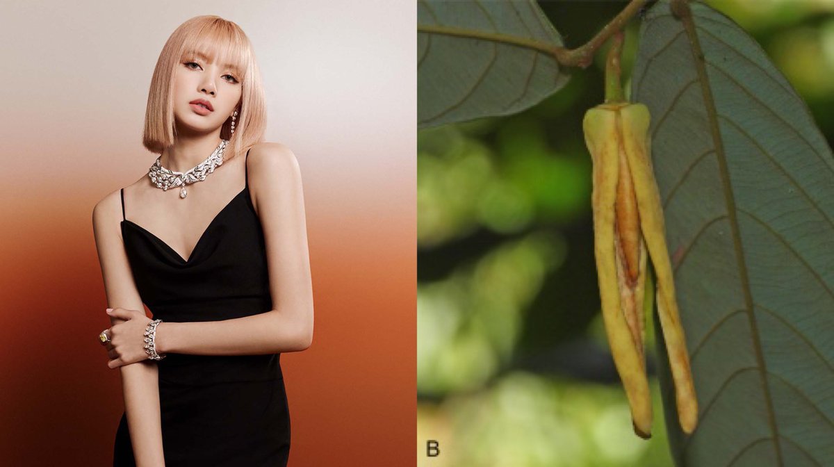 A new fragrant flower species, ‘Friesodielsia lalisae’, has been named after Lisa of BLACKPINK. The discoverer, Anissara Damthongdee, says that BLACKPINK's Lisa has greatly inspired her to overcome any obstacles during her Ph.D. study.