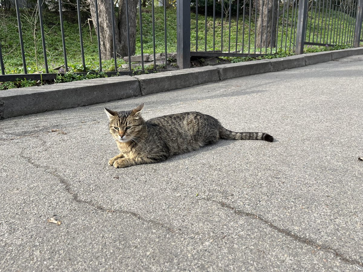 пані ворона tweet media