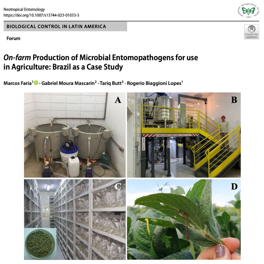 Neotrop_Entomol's tweet photo. On‑farm Production of Microbial Entomopathogens for use in Agriculture: Brazil as a Case Study
 
https://t.co/bTKB6zuYLK

#neotropicalentomology #seb #forum #biologicalcontrol #latinamerica #agriculture #onfarm #microbial #entomopathogens #onlinefirst https://t.co/1MIhbUurmw