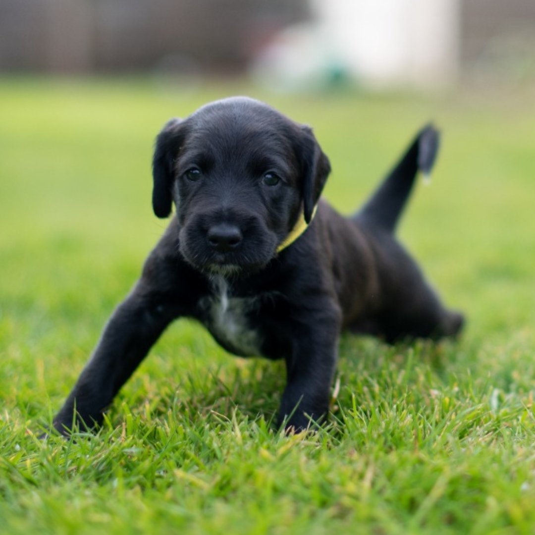 SpringPetsUK's tweet image. Happy #NationalPetDay to all the fur-babies out there! Today we  celebrate the unconditional love and joy that our pets bring into our  lives. 🐾❤️ #petday #furfamily