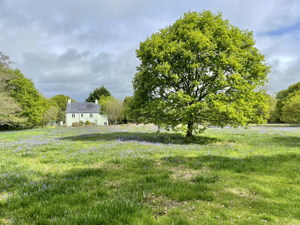 westwalesfinder's tweet photo. We have lots of availability in May! My favourite Pembrokeshire month. No crowds, light days, Spring flowers - it’s wonderful. Blue skies, bluebell woods and you might get to see the sheep getting sheared! 🥰 #holidays #visitwales #visitpembrokeshire #cottage #Springescape https://t.co/Ik2IiTWrYU