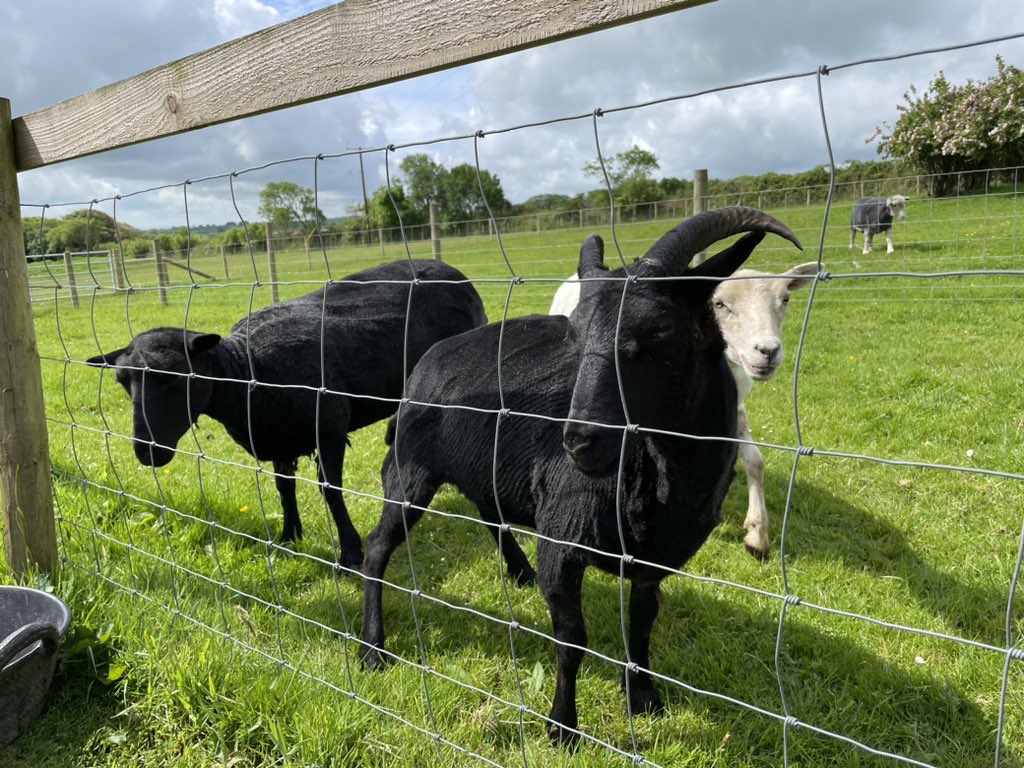 westwalesfinder's tweet photo. We have lots of availability in May! My favourite Pembrokeshire month. No crowds, light days, Spring flowers - it’s wonderful. Blue skies, bluebell woods and you might get to see the sheep getting sheared! 🥰 #holidays #visitwales #visitpembrokeshire #cottage #Springescape https://t.co/Ik2IiTWrYU