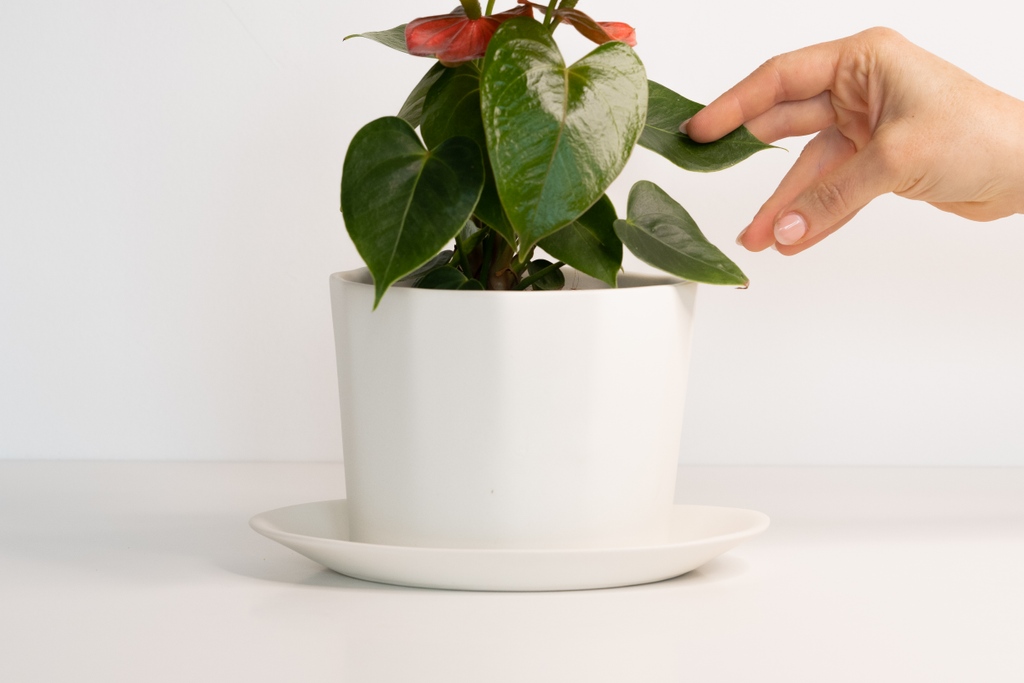 thebrightangle's tweet image. "The porcelain planter was designed as a starting off planter to put your favorite small plants and succulents in. We called it the Native Planter because we were encouraged by local planted enthusiasts in Asheville, NC to plant native plants to continue their story."-TBA Founder