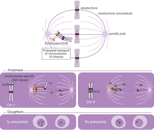Susanne Lens (@lenssusanne) on Twitter photo Very pleased to finally see our paper published online in <a href="/embojournal/">The EMBO Journal</a>. doi.org/10.15252/embj.…. Great work by My Anh Truong <a href="/myanhtruong01/">My-Anh Truong</a> and Paula Cané-Gasull! With fantastic help from the labs of <a href="/Foijer_lab/">Foijer lab</a> and @KapiteinLukas. @UMCU_CMM <a href="/oncodeinstitute/">Oncode Institute</a> Very pleased to finally see our paper published online in <a href="/embojournal/">The EMBO Journal</a>. doi.org/10.15252/embj.…. Great work by My Anh Truong <a href="/myanhtruong01/">My-Anh Truong</a> and Paula Cané-Gasull! With fantastic help from the labs of <a href="/Foijer_lab/">Foijer lab</a> and @KapiteinLukas. @UMCU_CMM <a href="/oncodeinstitute/">Oncode Institute</a>