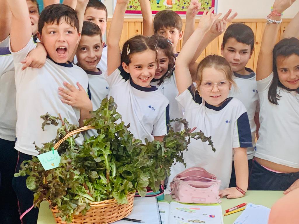 fecsjvp's tweet photo. Hoy nuestro alumnado ha recolectado las primeras verduras de nuestro Huerto FEC Escolar. 

La lechuga 🥬 roja es la primera recolección de la temporada otoño/invierno.

¿Qué más frutas y /o verduras podremos recolectar? 🥬🥕🫑
#ConCriterio @colegiosfec https://t.co/nFJKgQMP7B