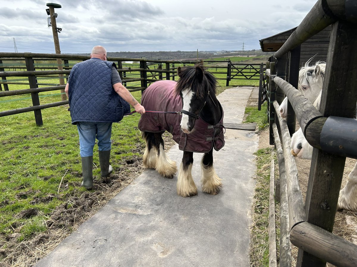 LeeQuinnHill's tweet image. Mum and Dad sit me down for ‘a talk’ - leaving me thinking the worst. 😮 

Anyway… meet the newest addition to the family, 8 month old cob Little Bear. 🐴 🙄 😂 

#TraditionalGypsyCob #AcesYard #WoolyMammoth
