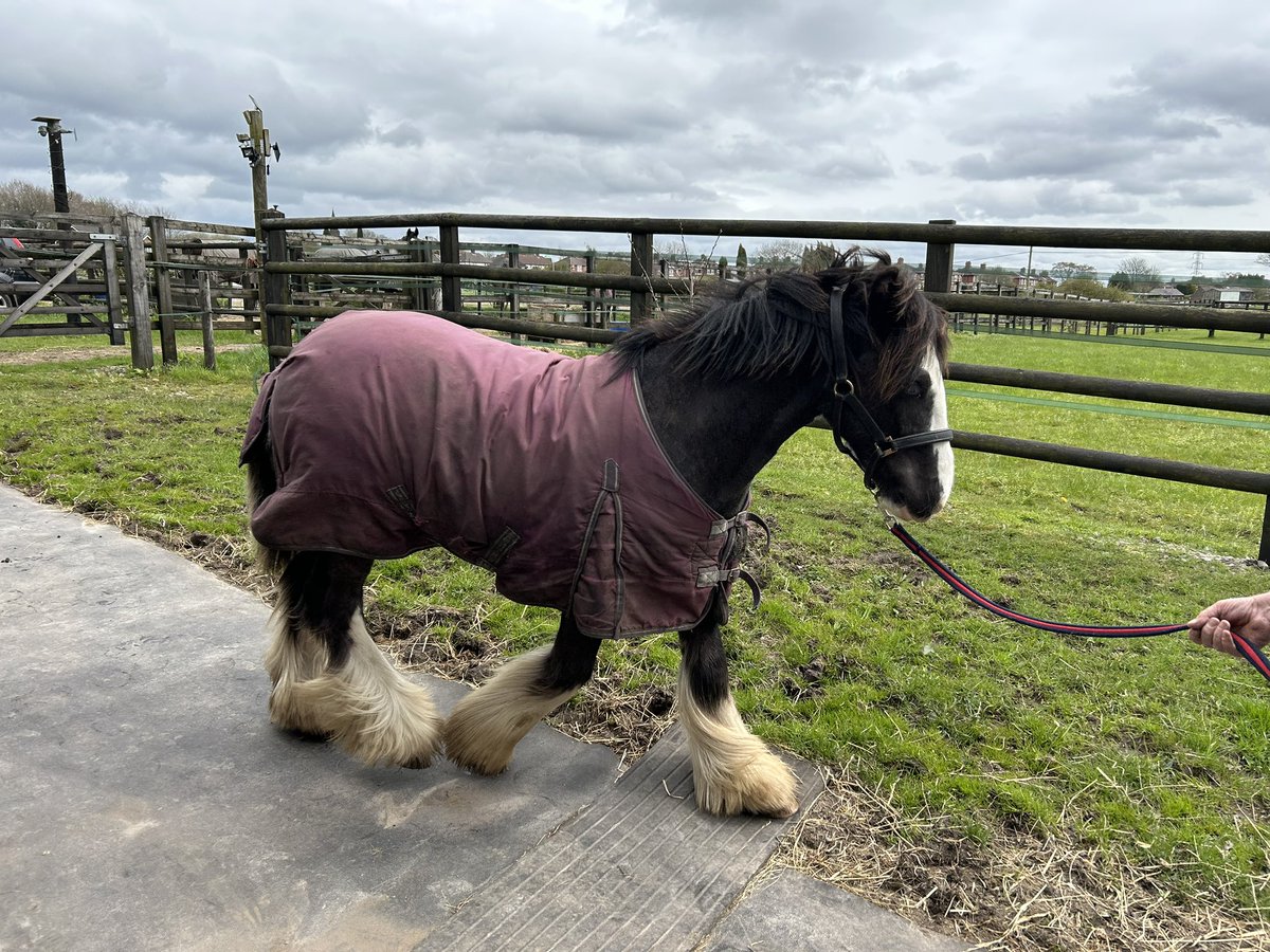 LeeQuinnHill's tweet image. Mum and Dad sit me down for ‘a talk’ - leaving me thinking the worst. 😮 

Anyway… meet the newest addition to the family, 8 month old cob Little Bear. 🐴 🙄 😂 

#TraditionalGypsyCob #AcesYard #WoolyMammoth